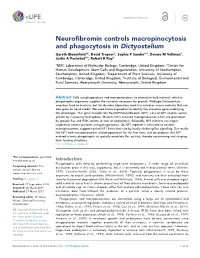 Neurofibromin Controls Macropinocytosis and Phagocytosis