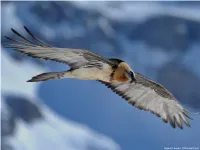 Raptor Conservation in Switzerland – Overview