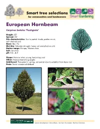 European Hornbeam Carpinus Betulus ‘Fastigiata’