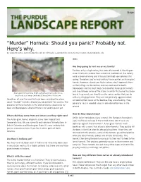 “Murder” Hornets: Should You Panic? Probably Not