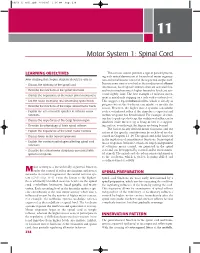 Motor System 1: Spinal Cord