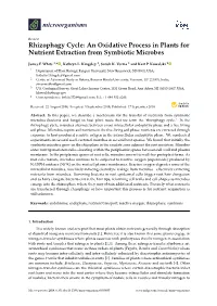 Rhizophagy Cycle: an Oxidative Process in Plants for Nutrient Extraction from Symbiotic Microbes