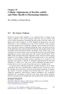 Cellular Adjustments of Bacillus Subtilis and Other Bacilli to Fluctuating Salinities