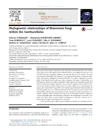 Phylogenetic Relationships of Rhizoctonia Fungi Within the Cantharellales