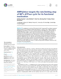 Ampylation Targets the Rate-Limiting Step of Bip's Atpase Cycle for Its