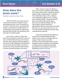 How Does the Brain Work? Grades 9-12