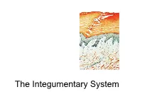 The Integumentary System the Integumentary System
