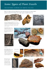 Some Types of Fossils Panel (PDF)