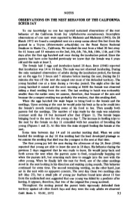 Observations on the Nest Behavior of the California Scrub Jay