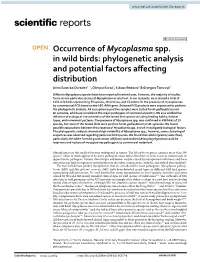 Occurrence of Mycoplasma Spp. in Wild Birds