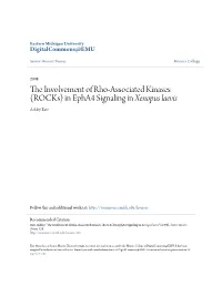 In Epha4 Signaling in &lt;I&gt;Xenopus Laevis&lt;/I&gt;