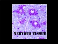 Nervous Tissue Consists of 2 Types of Cells
