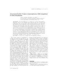 Development of the Tectum in Gymnophiones, with Comparison to Other Amphibians