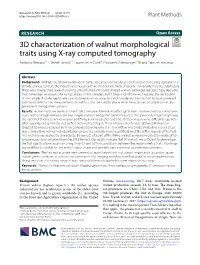 3D Characterization of Walnut Morphological Traits Using X-Ray