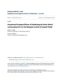 Unexpected Ecological Effects of Distributing the Exotic Weevil, Larinus Planus (F.), for the Biological Control of Canada Thistle