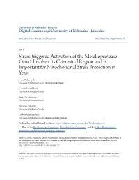 Stress-Triggered Activation of the Metalloprotease Oma1 Involves Its