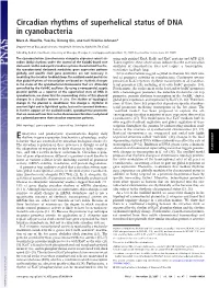 Circadian Rhythms of Superhelical Status of DNA in Cyanobacteria