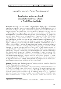 Halictus Scabiosae in FVG.Pdf