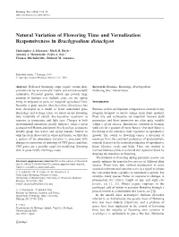 Natural Variation of Flowering Time and Vernalization Responsiveness in Brachypodium Distachyon