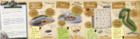 Creature Feature Leaflet