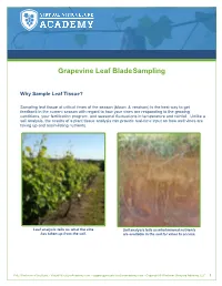 Grapevine Leaf Blade Sampling