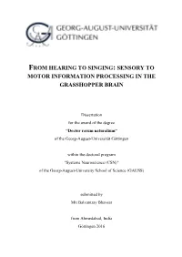 Sensory to Motor Information Processing in the Grasshopper Brain