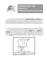 ENTOMOLOGY 322 LABS 6 & 7 External Thoracic Structure