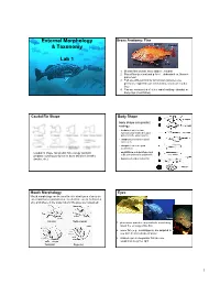 1 Lab External Morphology and Taxonomy