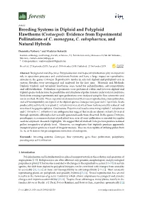 Breeding Systems in Diploid and Polyploid Hawthorns (Crataegus): Evidence from Experimental Pollinations of C
