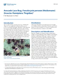Avocado Lace Bug, Pseudacysta Perseae (Heidemann) (Insecta: Hemiptera: Tingidae)1 F