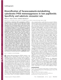 Diversification of Furanocoumarin-Metabolizing Cytochrome P450 Monooxygenases in Two Papilionids: Specificity and Substrate Encounter Rate