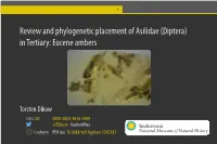Diptera) in Tertiary: Eocene Ambers