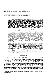 Arctic Fox Migrations in Manitoba