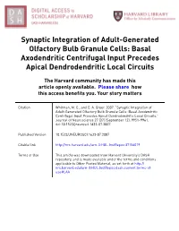Synaptic Integration of Adult-Generated Olfactory Bulb Granule Cells: Basal Axodendritic Centrifugal Input Precedes Apical Dendrodendritic Local Circuits