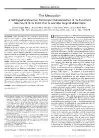 The Mesocolon a Histological and Electron Microscopic Characterization of the Mesenteric Attachment of the Colon Prior to and After Surgical Mobilization
