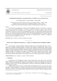 A Morphological Investigation on Non-Apendix Ophrys L
