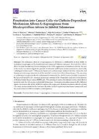 Penetration Into Cancer Cells Via Clathrin-Dependent Mechanism Allows L-Asparaginase from Rhodospirillum Rubrum to Inhibit Telomerase