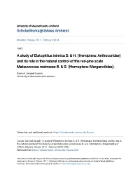 Hemiptera: Anthocoridae) and Its Role in the Natural Control of the Red-Pine Scale Matsucoccus Resinosae B