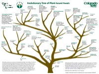 Evolutionary Tree of Plant-Based Foods