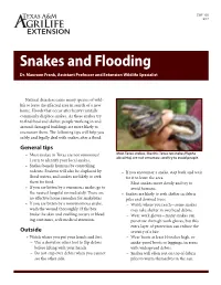 Snakes & Flooding
