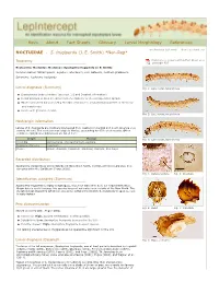 S. Frugiperda (J