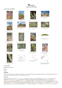 Acacia Synchronicia Maslin