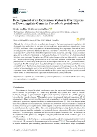 Development of an Expression Vector to Overexpress Or Downregulate Genes in Curvularia Protuberata