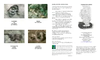 SNAKES-OF-ILLINOIS-2019.Pdf