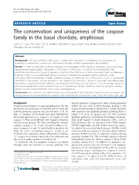 The Conservation and Uniqueness of the Caspase Family in the Basal