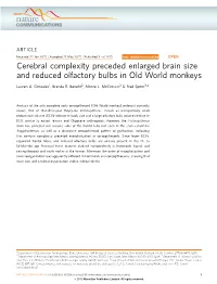 Cerebral Complexity Preceded Enlarged Brain Size and Reduced Olfactory Bulbs in Old World Monkeys