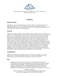 Hedgehog Handout