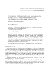 Studies on Occurrence and Harmfulness of Celery Fly Philophylla Heraclei L