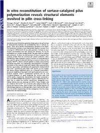 In Vitro Reconstitution of Sortase-Catalyzed Pilus Polymerization Reveals Structural Elements Involved in Pilin Cross-Linking