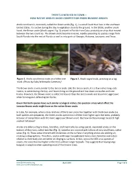 There's a New Kid in Town – How Native Anoles Avoid Competition From